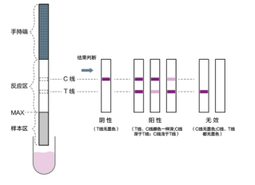 羊乳中牛乳掺假快速检测试纸条